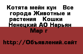 Котята мейн кун - Все города Животные и растения » Кошки   . Ненецкий АО,Нарьян-Мар г.